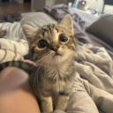 Discord Avatar