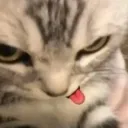 _catterpiar_