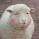 dodgelamb