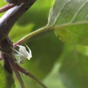 avatar ShadowTeufel0406