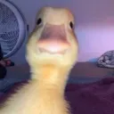 susballs_