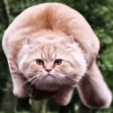 avatar Shaun Duz Stuffs