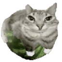 avatar Shaun Duz Stuffs