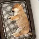mame.shiba