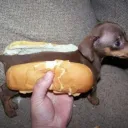 k9kz