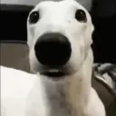 1skunkpunk avatar