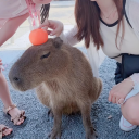 avatar 蘋果･ω･派派