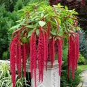 tassel_glazed_terracotta avatar