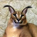 floppicus