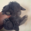 avatar Hi I'm nicole kirk