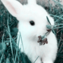 amsel ☆ avatar