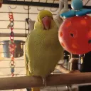 lecooldu974