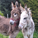 avatar Esel Schieberin