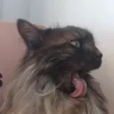 kardero_