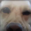 logangee7