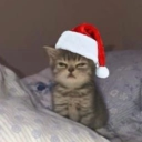 avatar ᶠᵃᵇᵒ  ʕᵒᴥᵒʔ