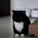 avatar The Phantom Dweeb