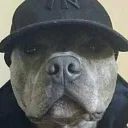 naturedog9699