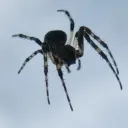slipperyserpent