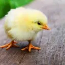 varnoq
