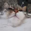 kaepsis