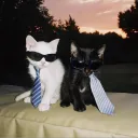 nikhil_