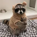 raccoon3075
