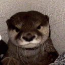OtterSleep#Tiяed