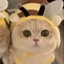 honeychiwa