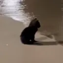 Аватар banhamnster