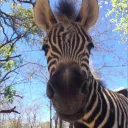 iamthinkingofazebra