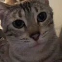Beebus avatar