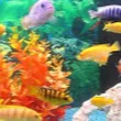 dafish2581