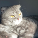 avatar whiteschokolade