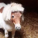 thebullbandit