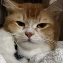 mrimmoaee