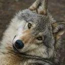 fluffy.holo_wolf