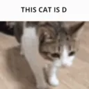 thiscatisd