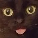 korp_kat
