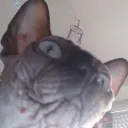 synnoxx0