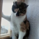 avatar hosein.sᶜᴬᵀ