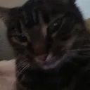 zumasrevenge