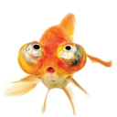 avatar Goldfish