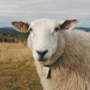 serpentiner99's avatar