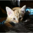 fluffyinca
