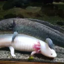 marlopg