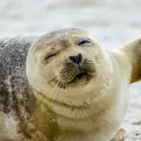 seal28274
