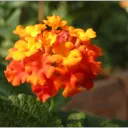 lebah8354