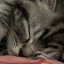 avatar 「٦٧~Nikamo~٦٧」