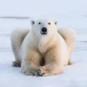 polarpal2